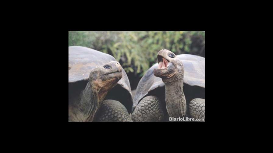 Mitos sobre el poder afrodisíaco de las tortugas Mitos sobre el poder afrodisíaco de las tortugas