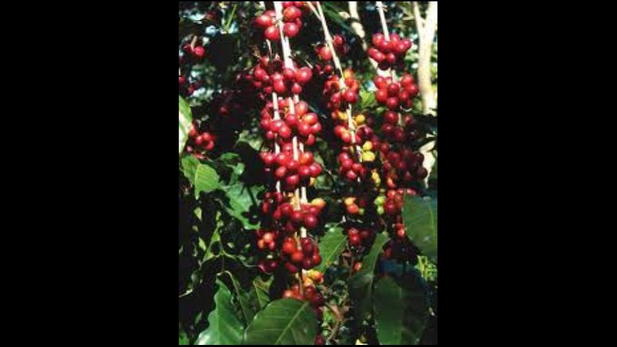 Destacan acogida del café orgánico de Polo