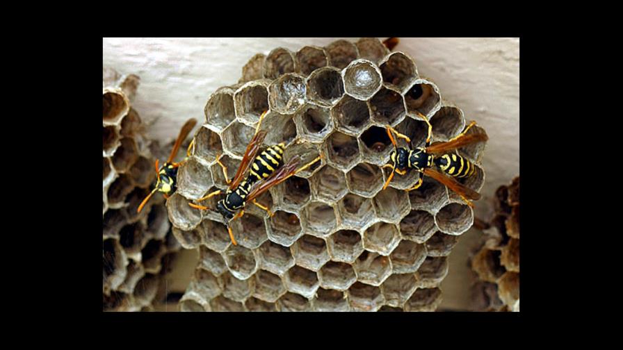 Las avispas se reconocen por la cara