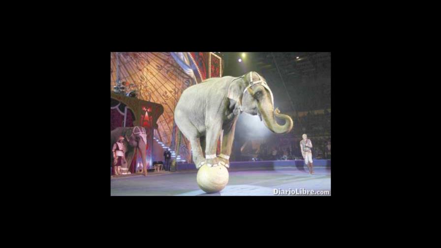 Pesado elefante sobre una pelota