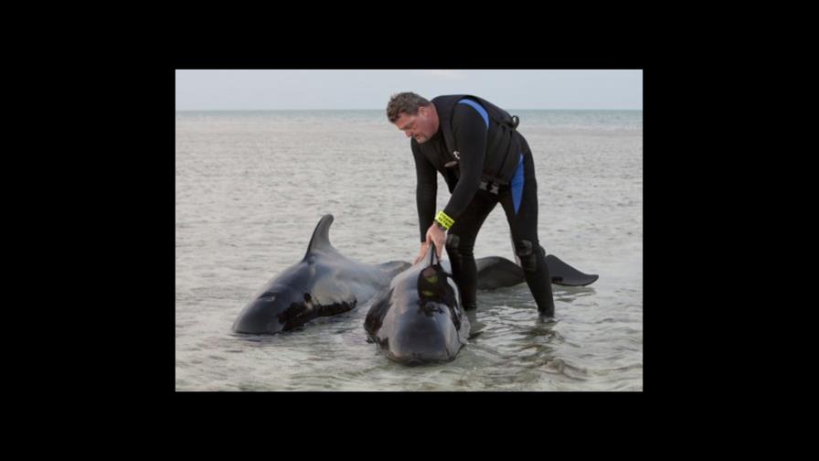 Liberarán a dos ballenas varadas en un cayo de Florida