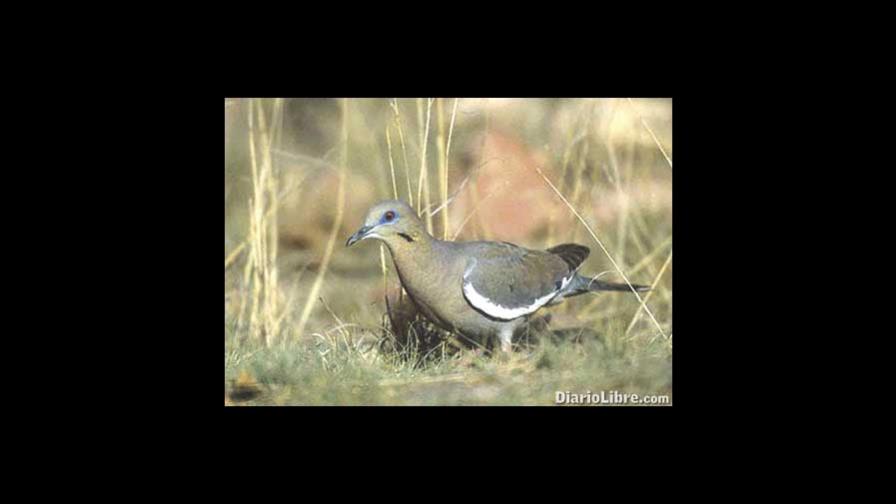 Invasión de las aliblancas