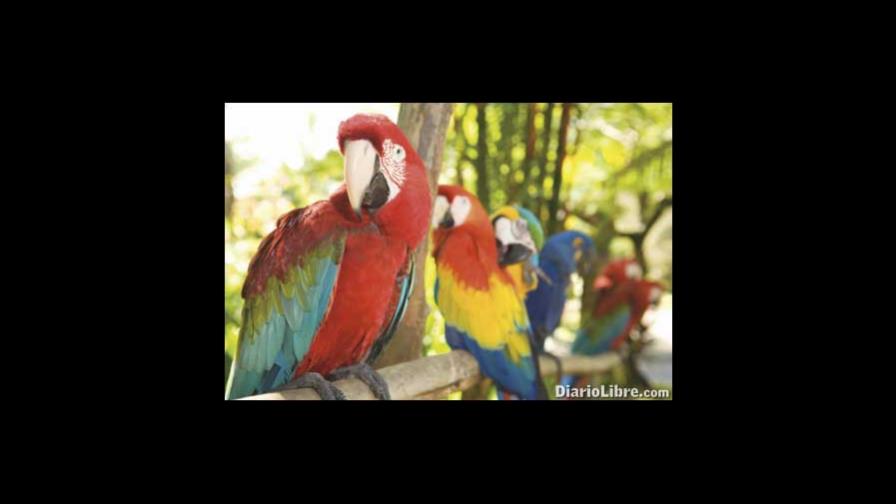 Celebran hoy el Día Mundial de las Aves