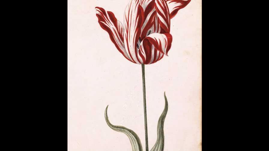 EL CRASH DE LOS TULIPANES (1634-1637)