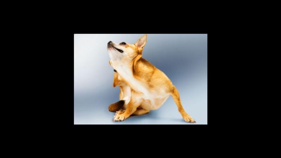 Por fin, ¿cómo es el salto de la pulga? Por fin, ¿cómo es el salto de la pulga?