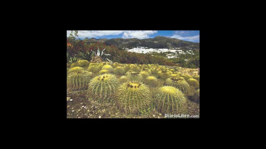 El mayor museo de cactus