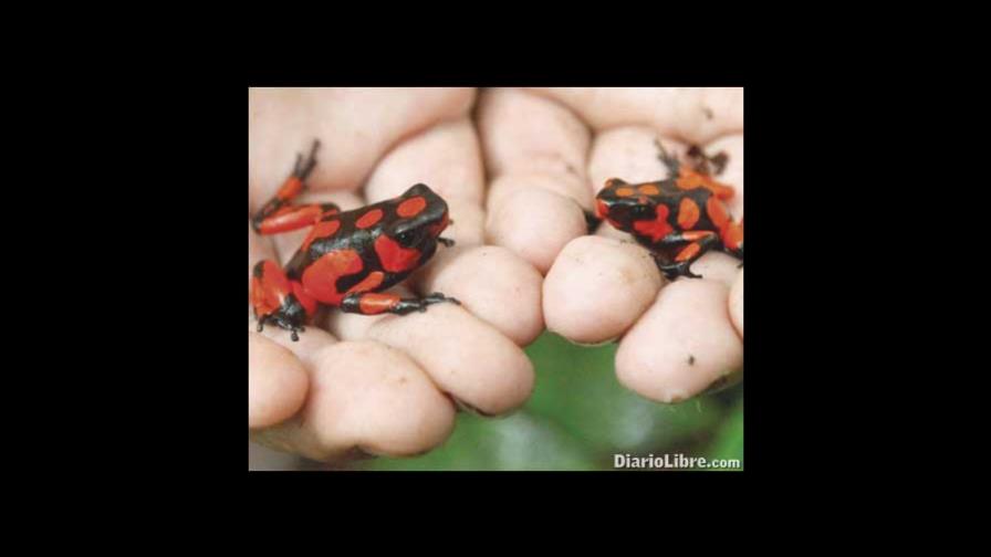 La casa de ranas venenosas La casa de ranas venenosas