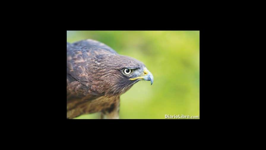 La fábula de las águilas que se arrancan el pico (I)