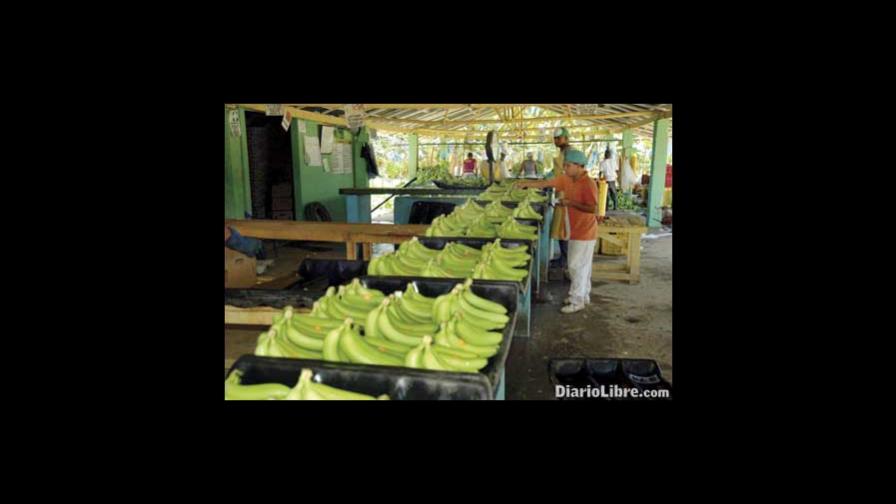 Europeos muestran interés en comprar frutas dominicanas