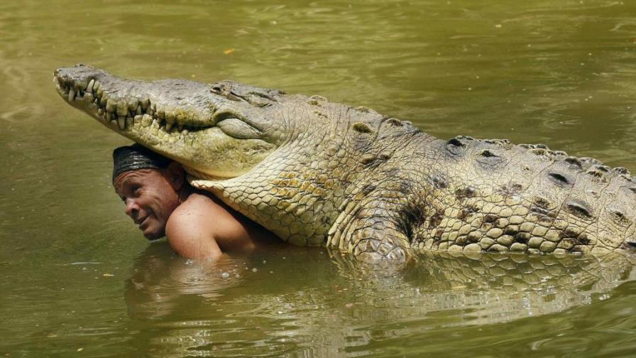 Murió Pocho, famoso cocodrilo domesticado de Costa Rica