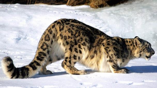 leopardo blanco de las nieves