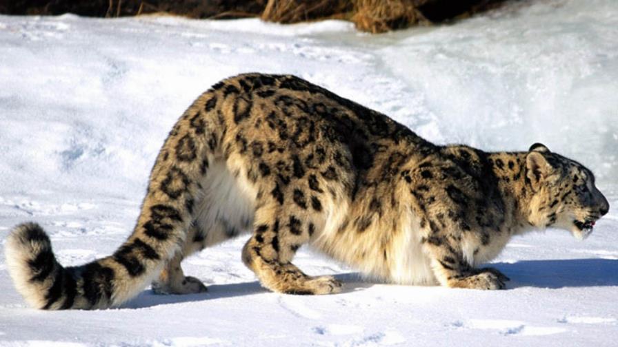 El leopardo de las nieves, en peligro de extinción El leopardo de las nieves, en peligro de extinción