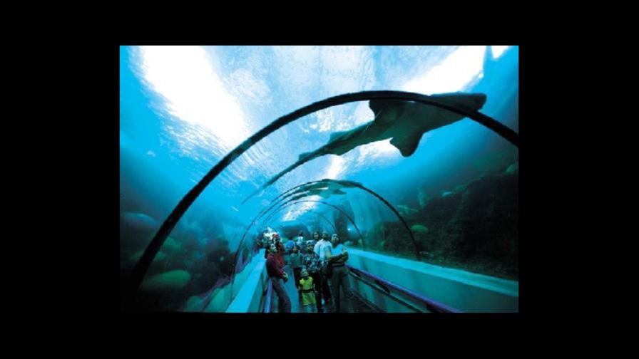 Acuario nacional: excelente opción para conocer la vida submarina