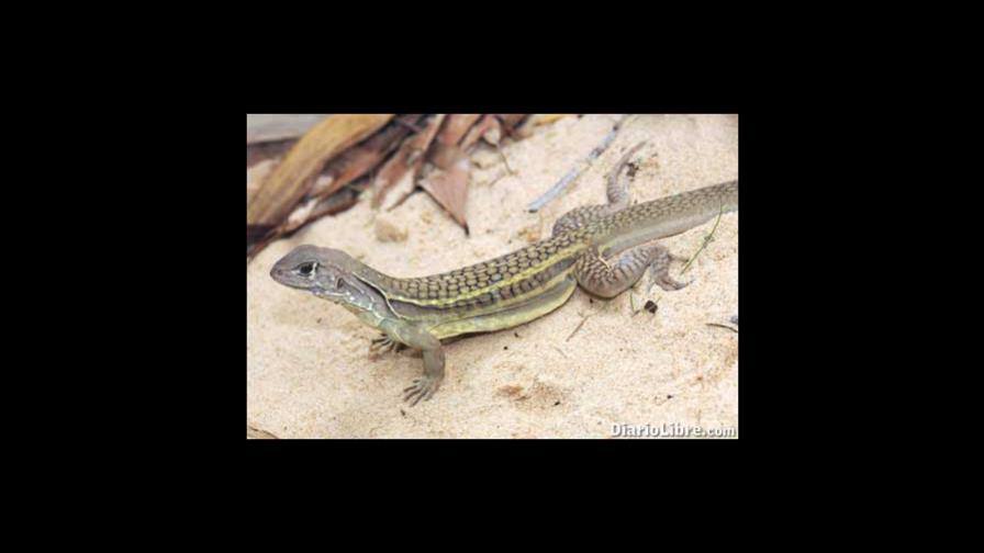Nuevas lagartijas, sólo hembras