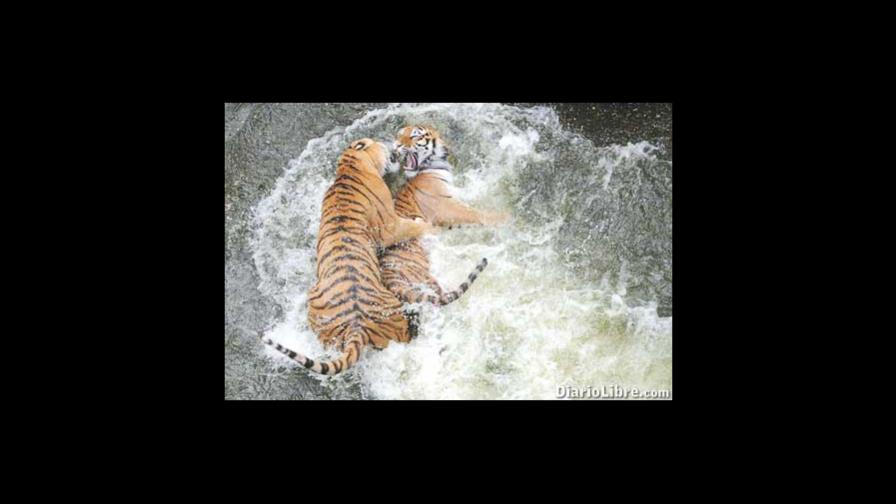 Cuando las hembras se pelean por los machos