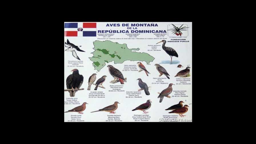 Instrucciones para observar las aves silvestres