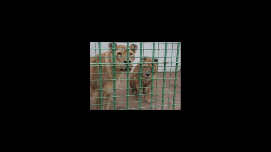 Un hombre vivirá cinco semanas en una jaula con leones