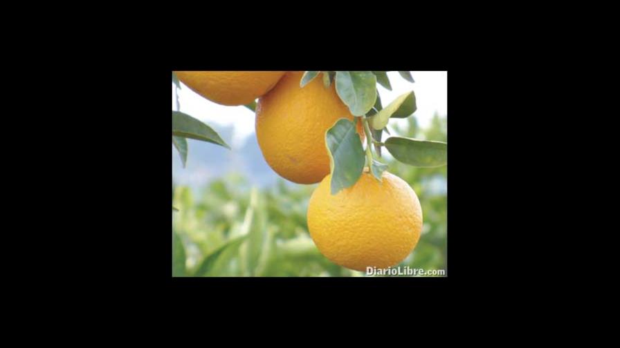 Rica vende subproductos de naranja a Estados Unidos