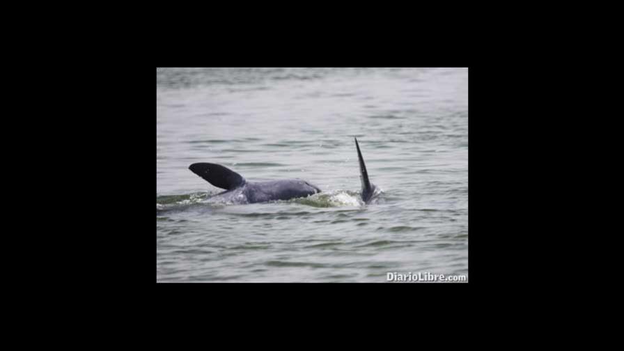 Una especie en peligro de extinción Una especie en peligro de extinción