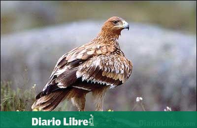 La fábula de las águilas que se arrancan el pico (II) - Diario Libre