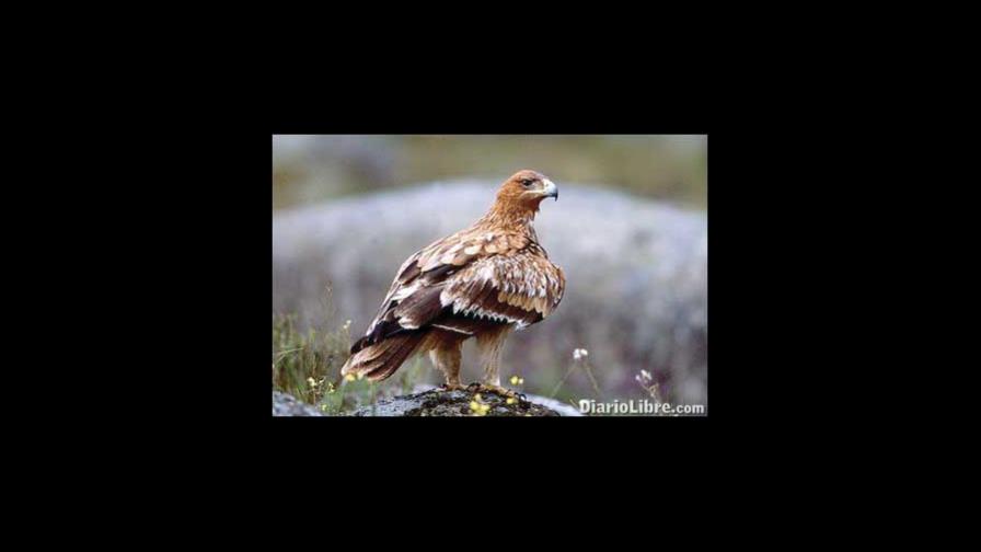 La fábula de las águilas que se arrancan el pico (II)