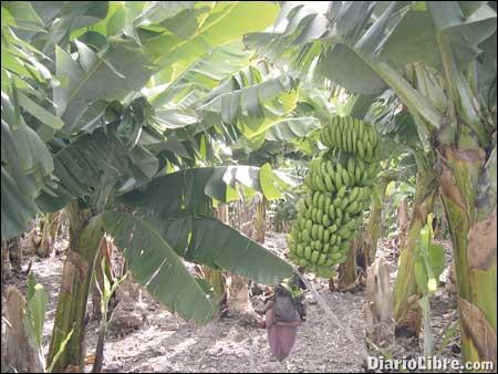 Sigatoka Negra reduce 45 por ciento producción de banano