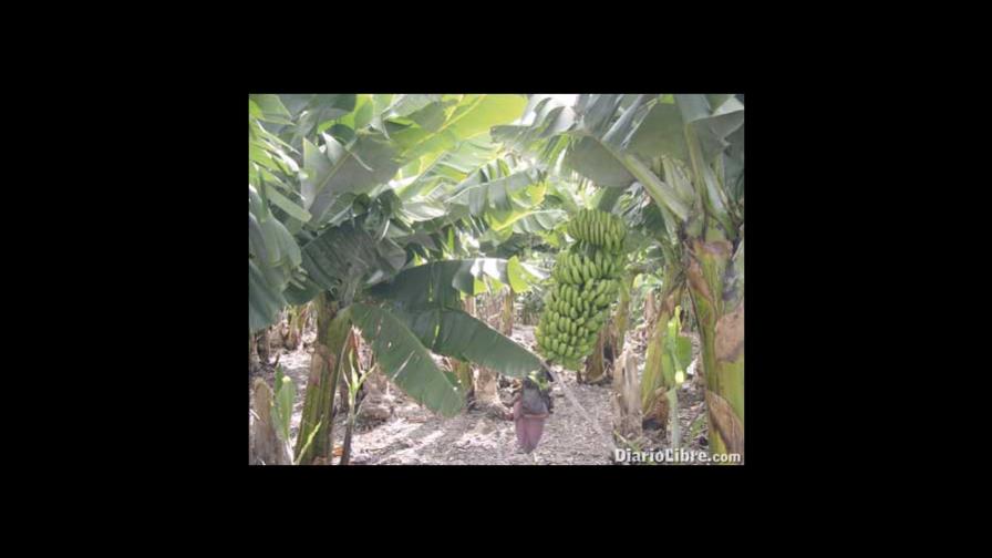Sigatoka Negra reduce 45 por ciento producción de banano Sigatoka Negra reduce 45 por ciento producción de banano