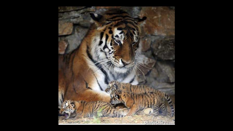 Tigresa de Siberia y sus tres hijos Tigresa de Siberia y sus tres hijos