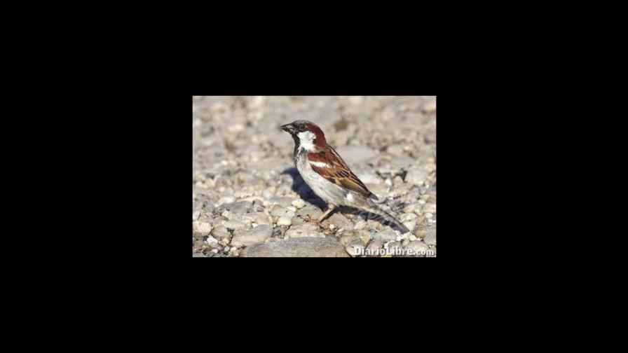 Cómo identificar a las aves en un blink