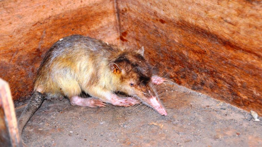 ZooDom llama a proteger Solenodonte, especie en peligro de extinción