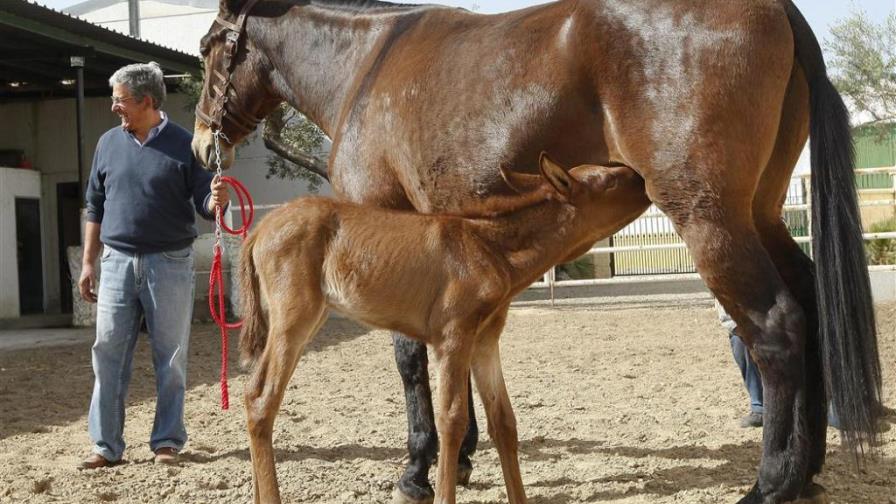 Pare una mula en Sevilla gracias a la transferencia de un embrión