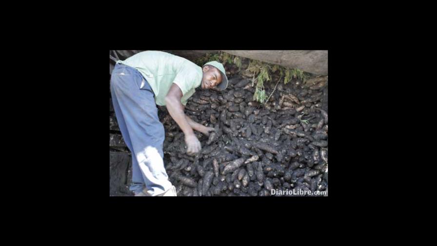 Una libra de yuca cuesta entre RD$12 y RD$15