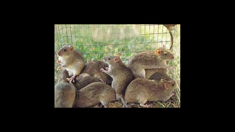 Afición vietnamita por la carne de rata ayuda a reducir plaga