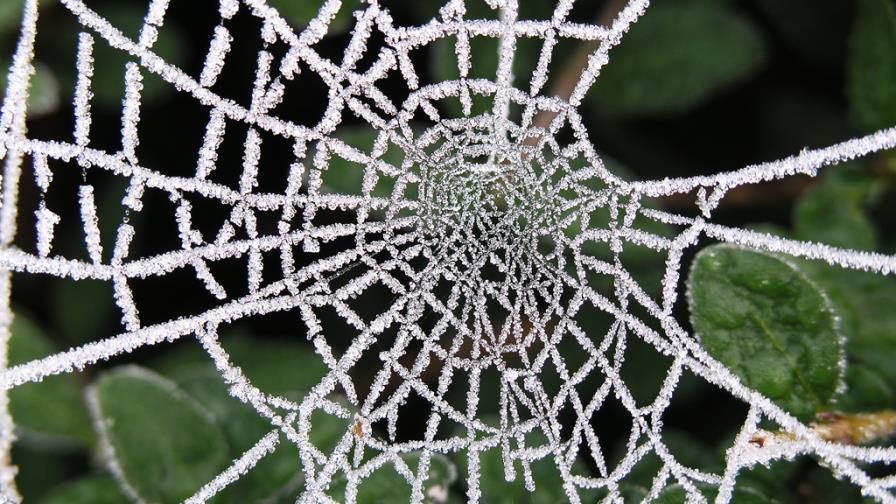 Analizan telarañas para conocer la evolución de los arácnidos