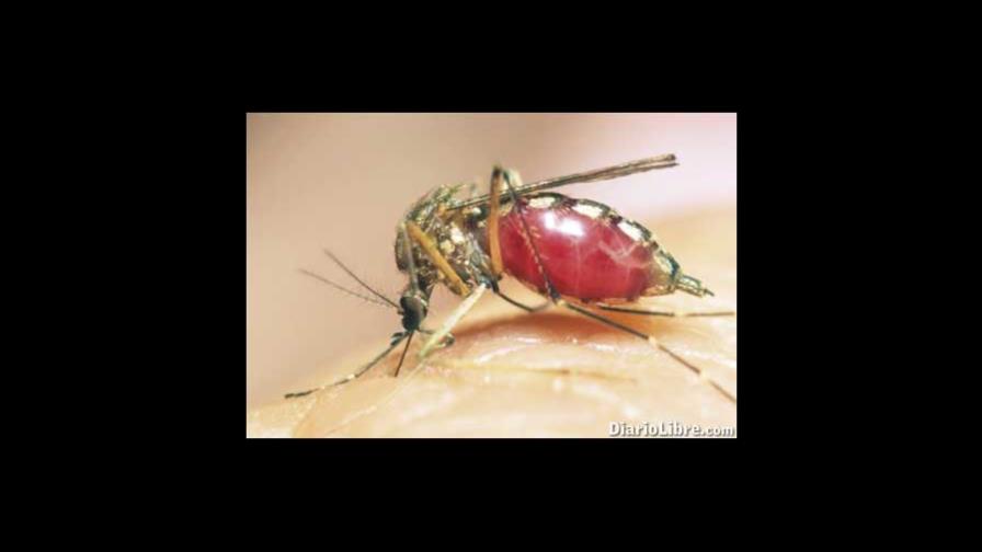 Malasia suelta mosquitos estériles para luchar contra el dengue