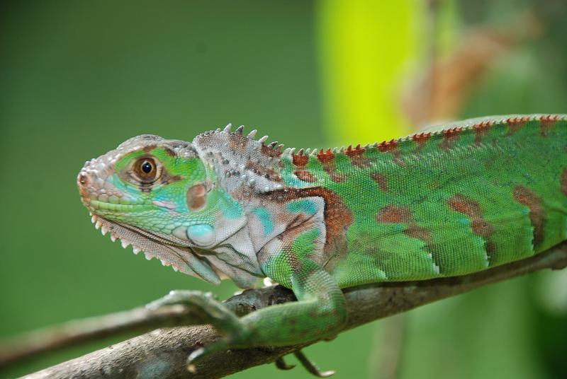 Medio Ambiente prohíbe importación de la iguana verde