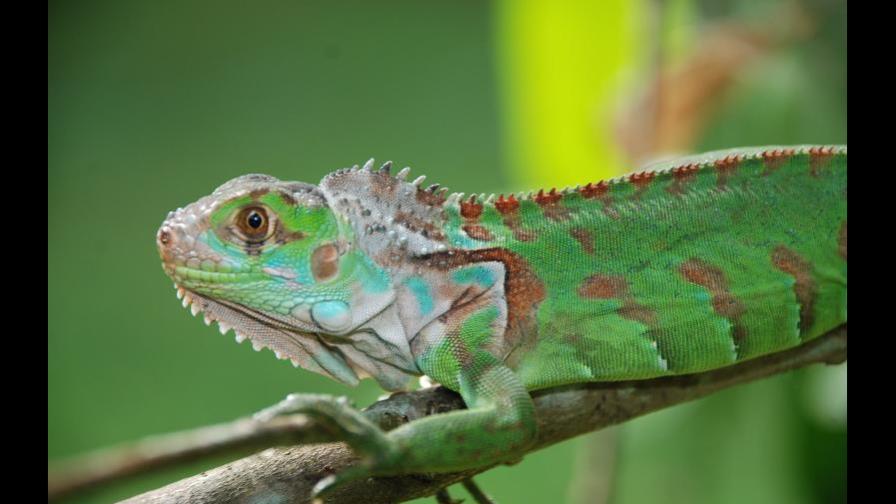 Medio Ambiente prohíbe importación de la iguana verde