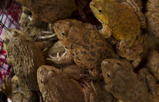 Más de 200 ranas vivas protagonizan exposición en Nueva York