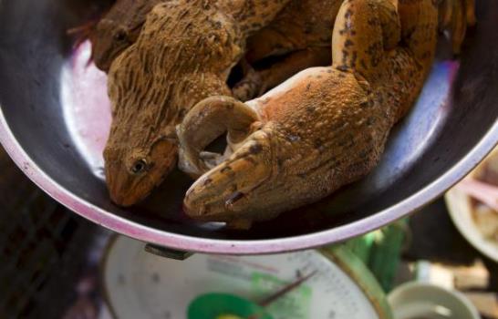 Más de 200 ranas vivas protagonizan exposición en Nueva York