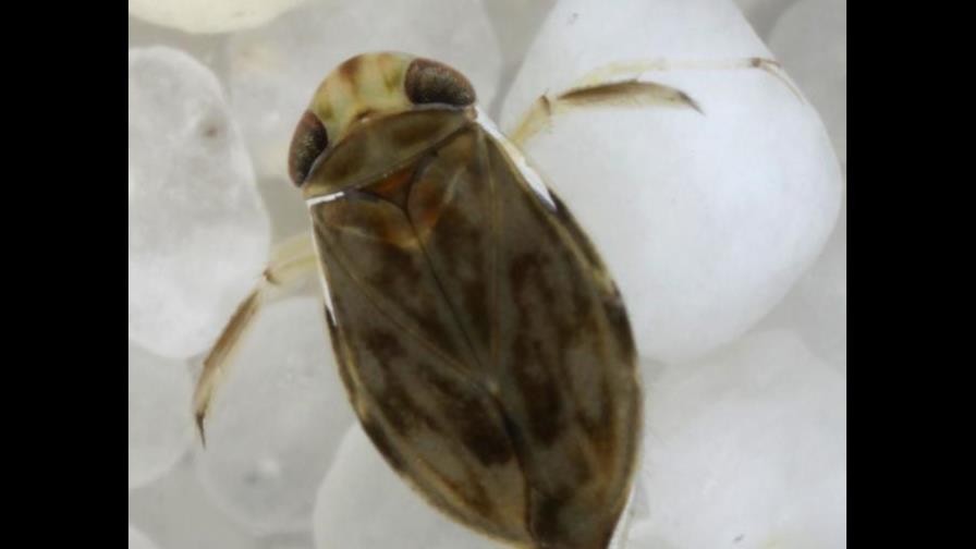El animal más ruidoso de la Tierra es un insecto de 2 milímetros El animal más ruidoso de la Tierra es un insecto de 2 milímetros