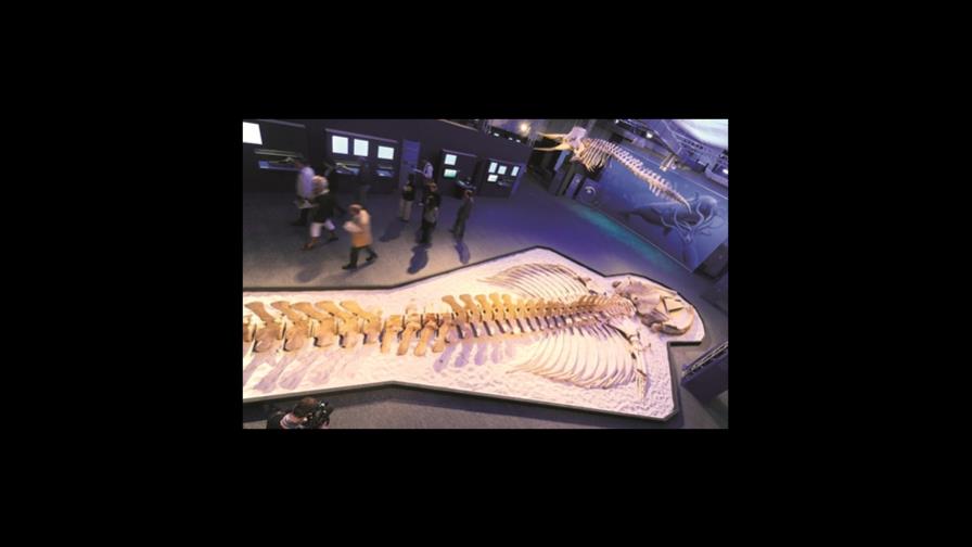 Muestra de ballenas maravillosas