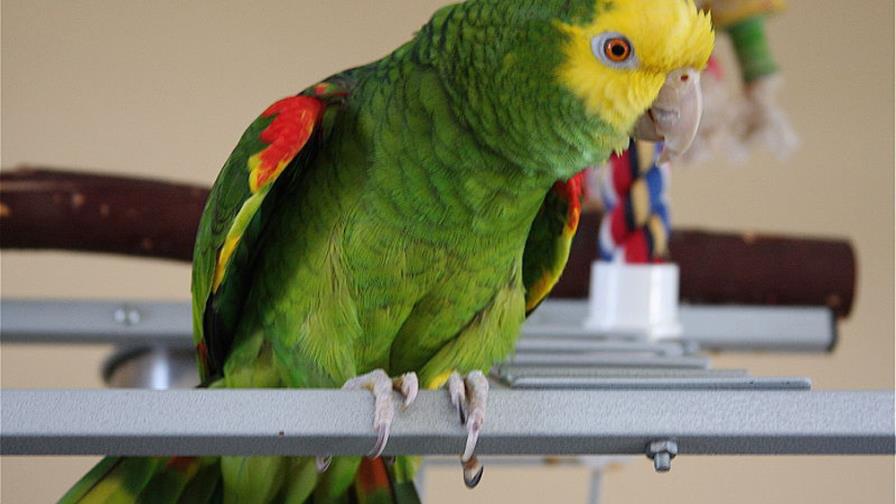Buscan en NY loro extraviado que habla, canta y baila