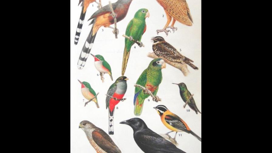 Veinte maneras de contribuir a la conservación de las aves