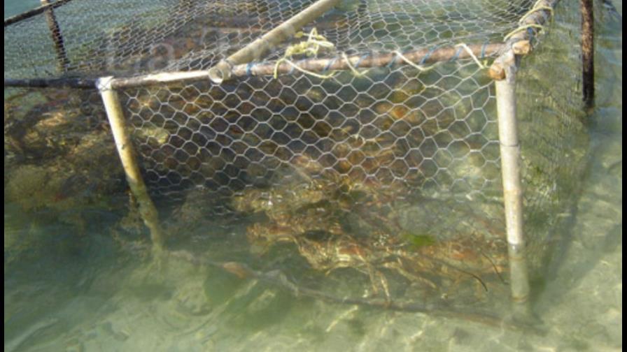 Se abre el período de pesca de langosta en el Caribe centroamericano