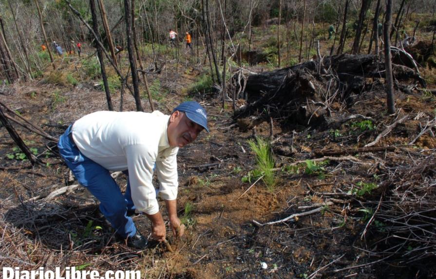 Medio Ambiente lanza Mes de Reforestación plantando pinos