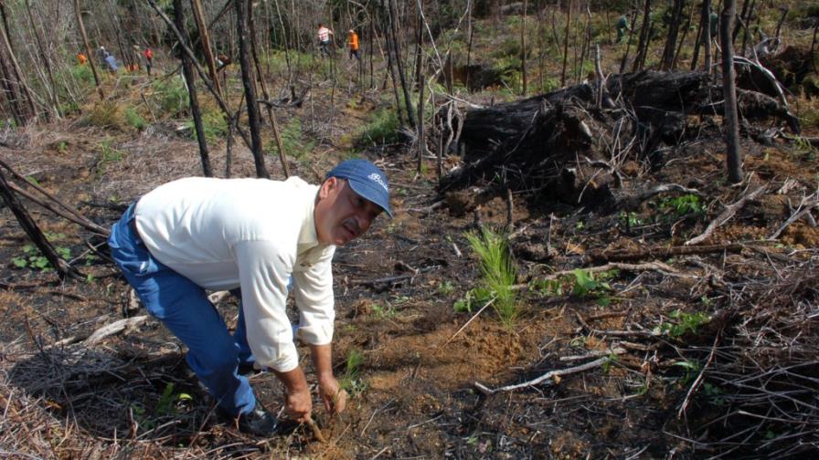 Medio Ambiente lanza Mes de Reforestación plantando pinos
