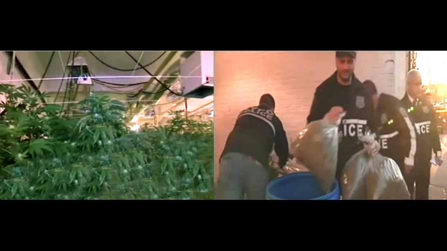 Apresan dominicanos cosechaban marihuana en edificio de NY