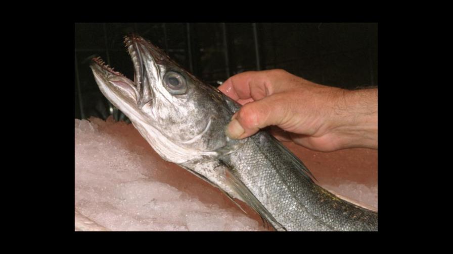 El consumo habitual de merluza reduce el colesterol, según un estudio