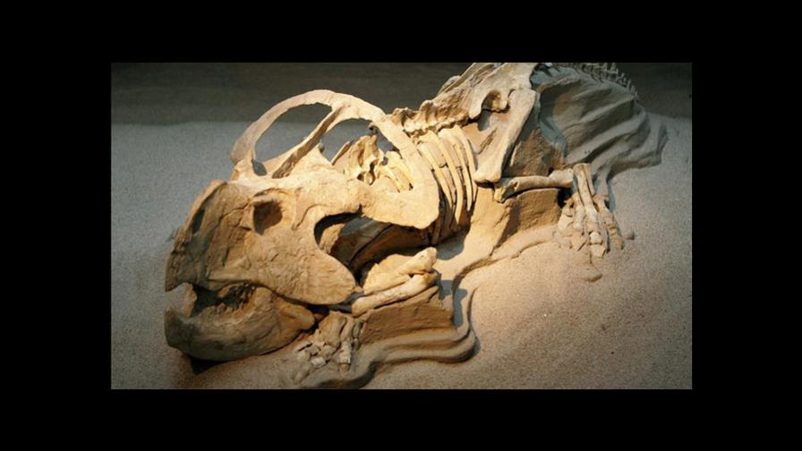 Los bebés de dinosaurio no tenían escamas, sino plumón