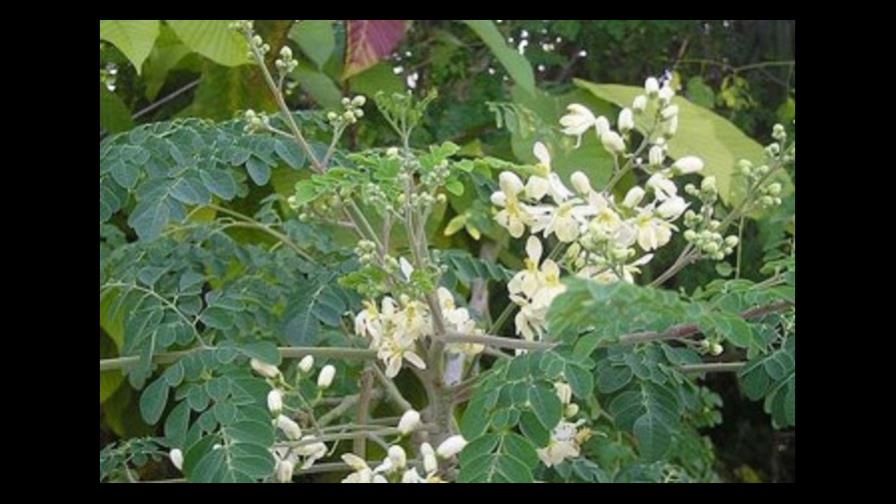 Fidel Castro y el árbol de la moringa impulsan revolución en Dominicana